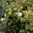 Shiny-Leaf Meadowsweet (Spiraea betulifolia)